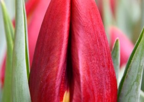 Tulipa Buzzer (3)